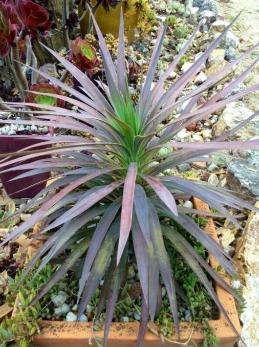 A Yucca desmetiana 'Soft Leaf Yucca' with long, spiky purple and green leaves thrives in a garden setting surrounded by various succulents and rocks.