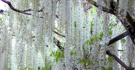 A Wisteria 'Shiro Noda' White 8" Pot with stunning white flowers gracefully hanging from its branches.