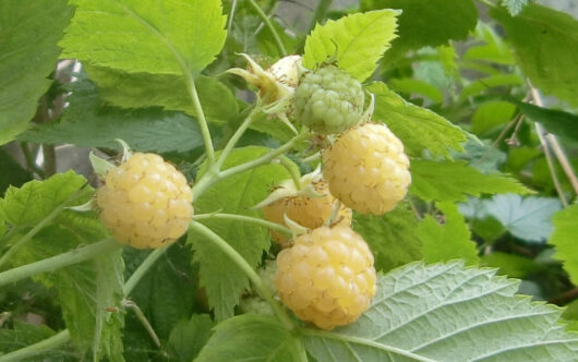 Ripe yellow raspberries on a Rubus 'Yellow' Raspberry 6" Pot plant with green leaves.