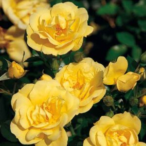 A cluster of vibrant yellow Rose 'Gold' PBR Carpet Roses in full bloom, surrounded by green leaves under bright sunlight.