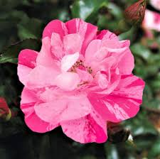 A vibrant Rose 'Pink Splash' PBR Carpet Rose 6" Pot in full bloom with soft petals, surrounded by green leaves.