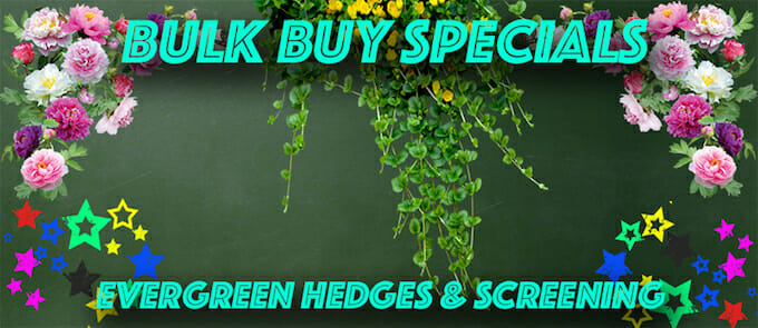 evergreen-hedge-screening-new-2