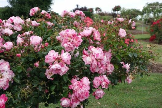 A bush of Rose 'Pink Splash' PBR Carpet Rose 6" Pot roses in a garden.