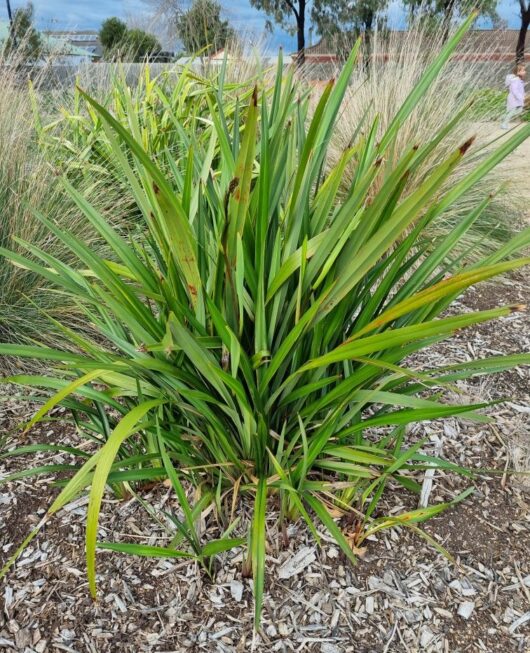 Dianella tasmanica 'Flax Lily'