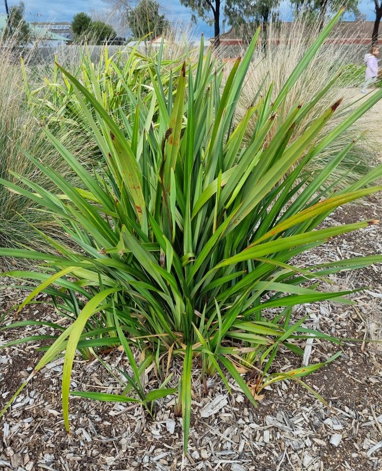 Flax plant shop