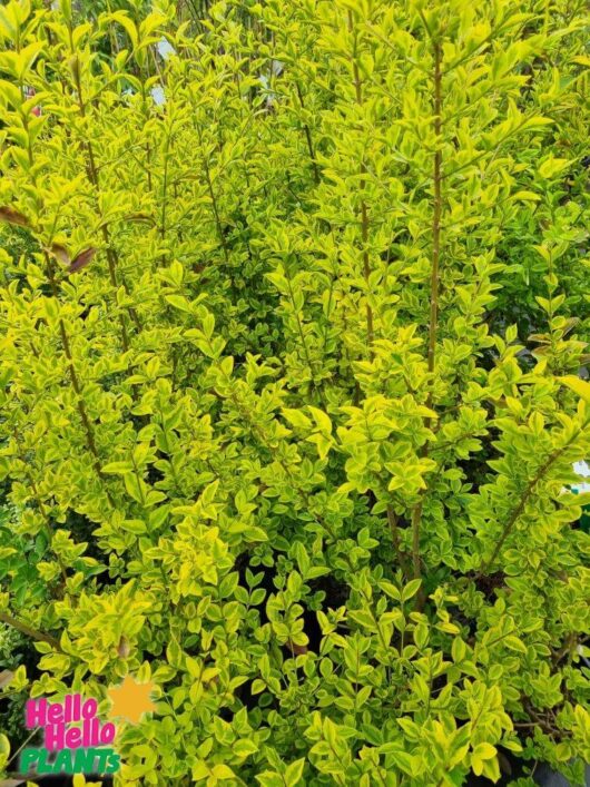 Ligustrum 'Golden Privet' Variegated