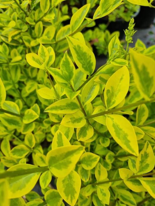 Ligustrum 'Golden Privet' Variegated