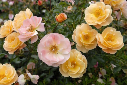 Many pink and yellow roses are blooming in a garden, including Rose 'Amber' PBR Carpet 6" Pot.