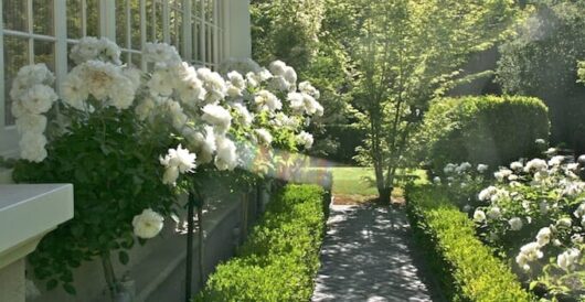 Iceberg Roses and English Box