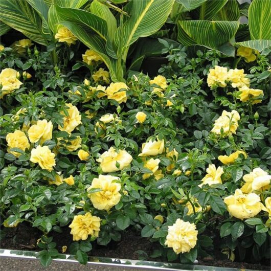 A garden bed featuring vibrant yellow Rose 'Gold' PBR Carpet Roses surrounded by lush green foliage and broad-leafed plants.