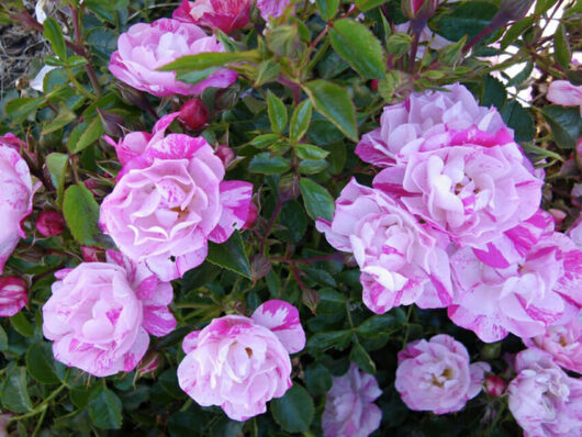 Cluster of Rose 'Pink Splash' PBR Carpet Roses with dew drops on petals, surrounded by green leaves in a 6" pot.