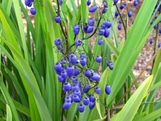 Dianella tasmanica 'Flax Lily'