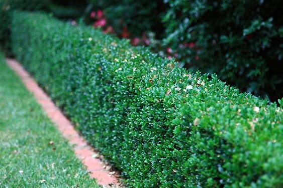 english-box-hedge1