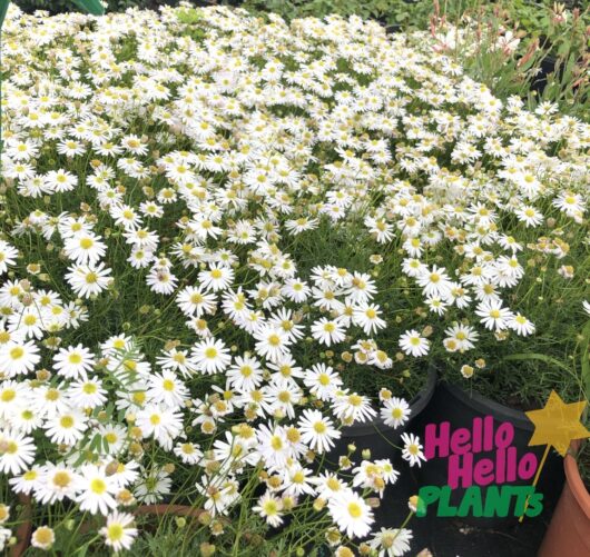 Brachyscome 'Cut-Leaf Daisy' White 3" Pot