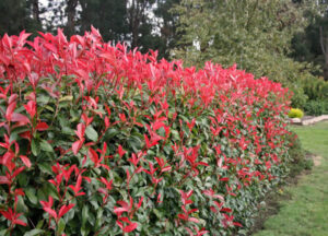 photinia