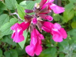 Bright pink Salvia 'Joan' 6" Pot flowers blooming on a plant with dark green and burgundy leaves, close-up.