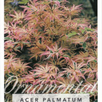Acer 'Butterfly' Japanese Maple 8" Pot, a Japanese Maple plant featuring variegated pink, white, and green leaves, labeled with its name at the bottom.
