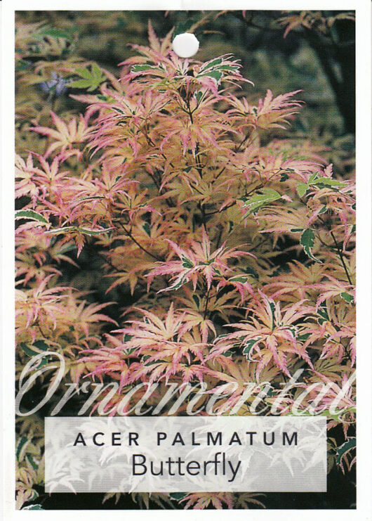 Acer 'Butterfly' Japanese Maple 8" Pot, a Japanese Maple plant featuring variegated pink, white, and green leaves, labeled with its name at the bottom.