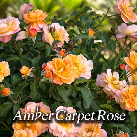 amber-carpet-rose