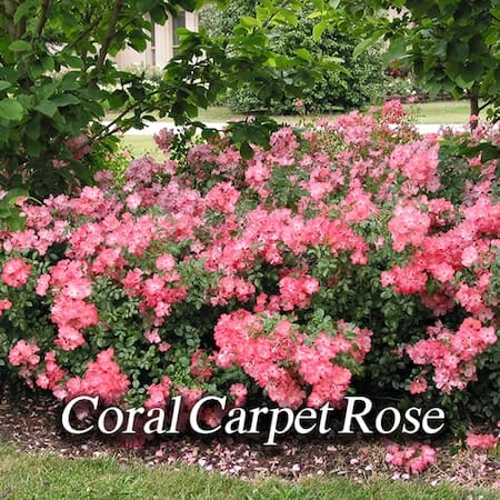 coral-carpet-rose
