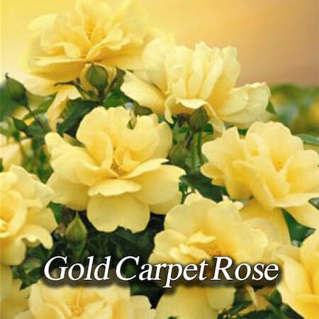 gold-carpet-rose