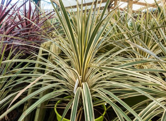 Cordyline 'Chardonnay' 7" Pot