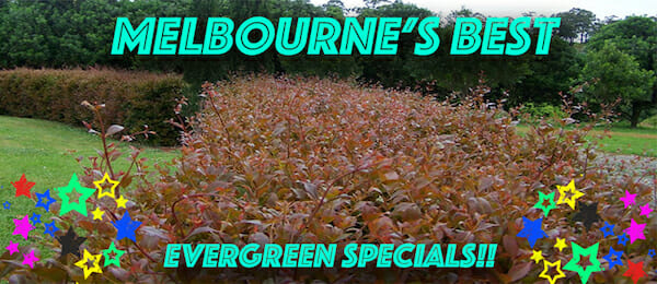 melbournes-best-evergreen-specs