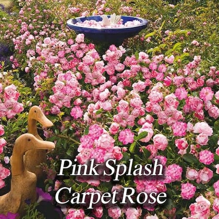 pink-splash-carpet-rose