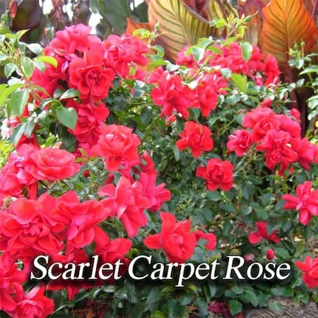 scarlet-carpet-rose