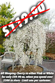 weeping-cherry-boxing-day-sale