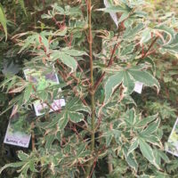 Acer 'Butterfly' Japanese Maple