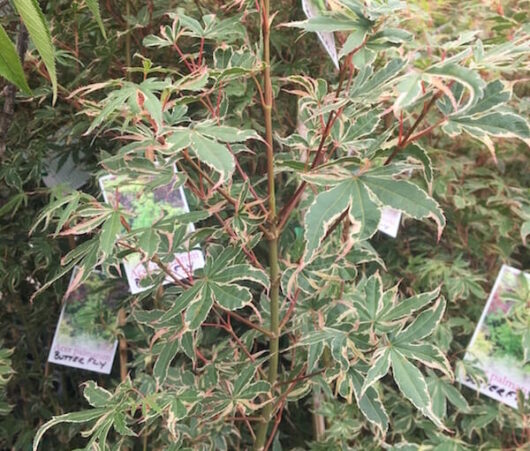 Acer 'Butterfly' Japanese Maple 12" Pot