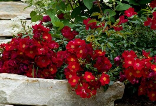 Bright Rose 'Red' PBR 4ft Standard Carpet Rose flowers blooming among green foliage, nestled in a rock garden bed.