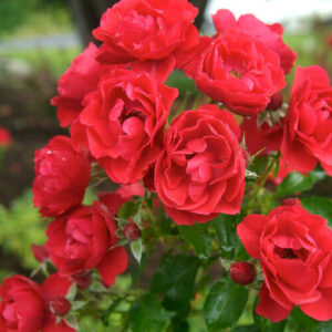 Cluster of vibrant Rose 'Scarlet' PBR Carpet Rose 6" Pot blooms with green leaves, some flowers fully open and others still in buds, against a blurred garden background.