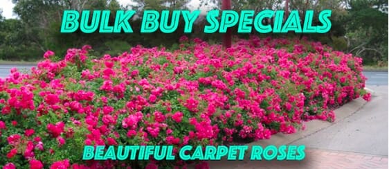 carpet-roses-banner