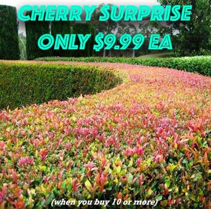 cherry-surprise-bulk-buy