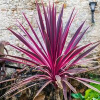 Cordyline 'Electric Pink™', with long, narrow spiky leaves in vibrant pink and green, grows in front of a stone wall and an old anchor.