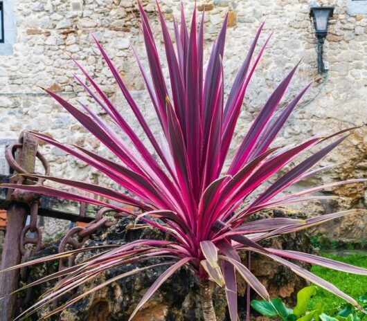 Cordyline 'Electric Pink™'