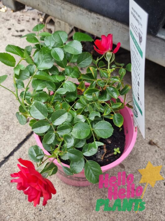 Rose 'Red' PBR Carpet Rose 6" Pot