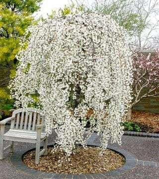 snow-weeping-cherry