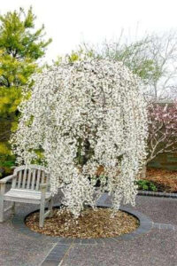 A white tree in a garden adorned with Christmas decorations and a bench.