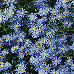 blue-marguerite