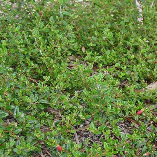 Correa Decumbens – Spreading Correa @ Hello Hello Plants