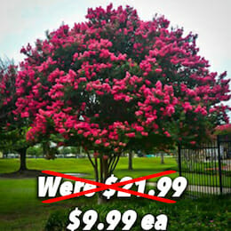 Crepe Myrtle Tuscora Conservation