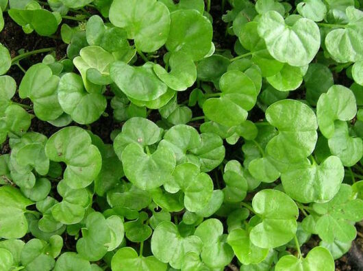 A close up of the Dichondra repens 1" Plug Tray of 128 plant with green leaves.