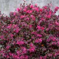 Hello Hello Plants Nursery Melbourne Australia Loropetalum chinense Chinese fringe flower Plum Gorgeous
