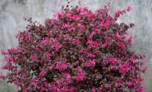 Hello Hello Plants Nursery Melbourne Australia Loropetalum chinense Chinese fringe flower Plum Gorgeous