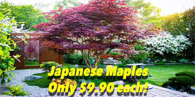 Jap Maples Aus Day Banner