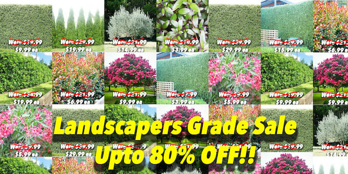 Landscapers Grade Sale Aus Day