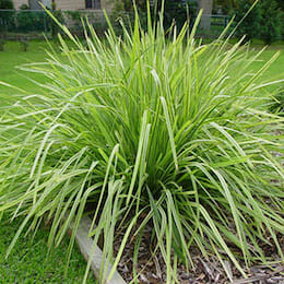 lomandra-longifolia